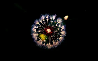 Nature Dandelion Nature Nature Wallpaper 4K 1920x1200 Nature, Dandelion, Hd, Desktop, Wallpaper, Background, Image, Brown, Gray, Ultrawide, Full HD
