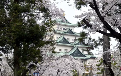 Moody Osaka Wallpaper Fantasy Wallpaper 4K 2048x1287 Osaka, Castle, Framed, By, Blooming, Sakura, Trees, In, Spring, Showcasing, Historic, Man-made, White, Gray, Ultrawide, Full HD