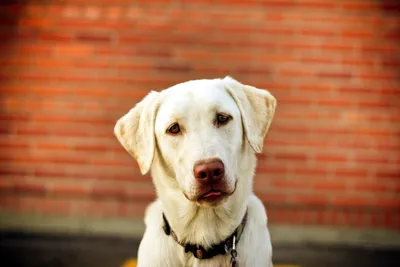 Golden White Wallpaper Animals Wallpaper 4K 1920x1280 Hd, Pc, Desktop, Wallpaper, White, Labrador, Retriever, *dog, Centered, Against, Blurred, Red, Orange, Landscape, Full HD
