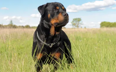 Rottweiler Standing Lush Nature Wallpaper 4K 2560x1600 Hd, Desktop, Wallpaper, Featuring, A, Rottweiler, Standing, In, Lush, Green, Field, Under, White, Ultrawide, QHD