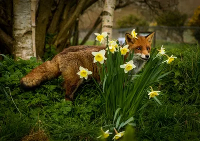 Bold Daffodil Wallpaper Animals Wallpaper 4K 2185x1536 Daffodil, Flower, Animal, Fox, Hd, Desktop, Wallpaper, Gray, Brown, Landscape, Full HD