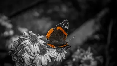 Vibrant Orange Black Butterfly Perched Black/Dark Wallpaper 4K 2558x1438 Black-and-white, Full HD, Ultrawide