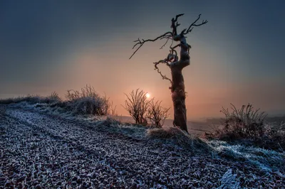 Nature Lone Bare Nature Wallpaper 4K 2046x1362 Tree, Full HD, Ultrawide
