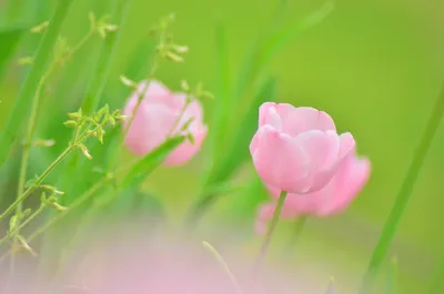 Delicate Pink Tulip Flowers Nature Wallpaper 4K 2046x1354 Full HD, Ultrawide
