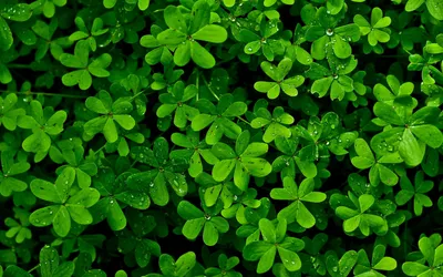 Nature Themed Close Vibrant Nature Wallpaper 4K 1918x1198 Nature-themed, Close-up, Ultrawide
