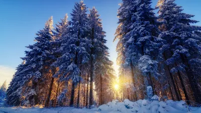 Serene Winter Forest Tall Snow Nature Wallpaper 4K 2046x1149 Dark Blue, Snow-covered, Full HD, Ultrawide