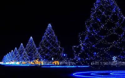 Row Christmas Trees Adorned Nature Wallpaper 4K 1680x1050 Hd, Desktop, Wallpaper, Featuring, A, Row, Of, Christmas, Trees, Adorned, Blue, Lights, Brown, Red, Black, Ultrawide