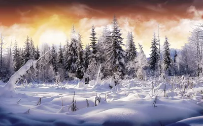 Depicting Serene Winter Nature Wallpaper 4K 1920x1200 Hd, Desktop, Wallpaper, Depicting, A, Serene, Winter, Landscape, Snow-covered, Trees, Under, Stunning, White, Gray, Ultrawide, Full HD