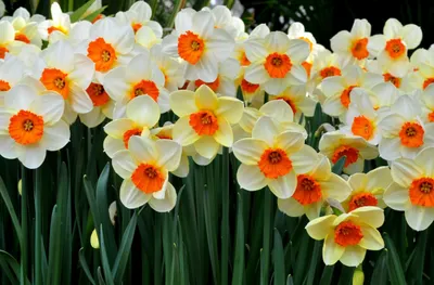Vibrant Cluster Daffodil Nature Wallpaper 4K 2498x1641 Full HD, Ultrawide