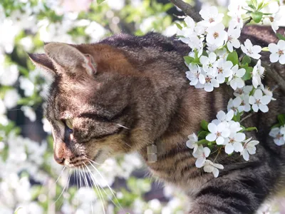 Close Tabby Cat Among Nature Wallpaper 4K 3262x2446 Close-up, Landscape, QHD
