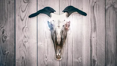 Dark Wood Detailed Animal Skull Animals Wallpaper 4K 1918x1078 Wood, Ultrawide
