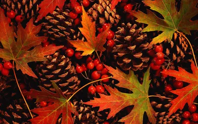 Vibrant Pine Cones Red Nature Wallpaper 4K 1918x1198 Ultrawide