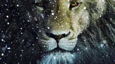 Close Lion Face Nature Wallpaper 4K 1918x1078 Close-up, Lion, Ultrawide