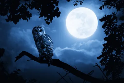 Owl Perched Tree Wallpaper 4K, Nature category