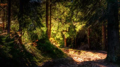 Capturing Sunlit Forest Landscape Wallpaper 4K, Nature category
