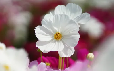 Radiant Close Wallpaper Wallpaper 4K, Nature category
