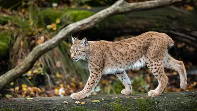 Dark Animal Wallpaper Animals Wallpaper 4K 1920x1080 Animal, Lynx, Hd, Desktop, Wallpaper, Background, Image, Gray, Ultrawide, Full HD