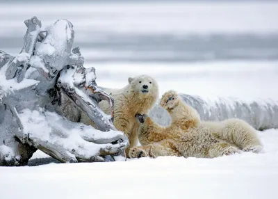 Two Polar Bear Animals Wallpaper 4K 2046x1464 Bear, Full HD, Landscape