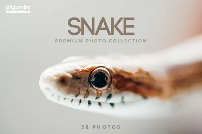 Snake Photos Collection Abstract Wallpaper 4K 1598x1064 Light Gray, Ultrawide