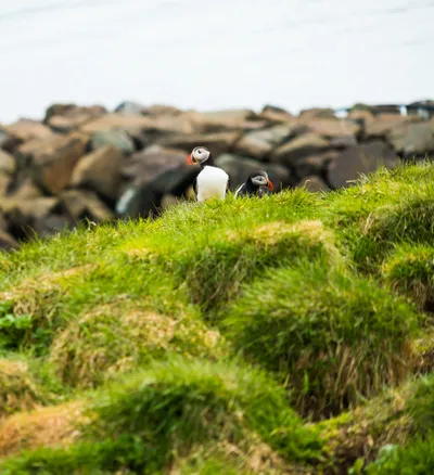 Puffins Icelandic Birds Animals Wallpaper 4K 3654x3998 Square, QHD