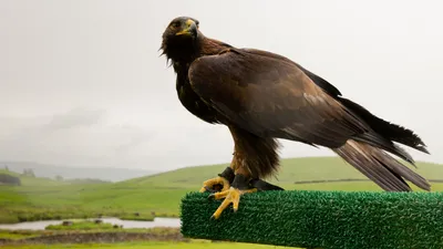 Majestic Golden Eagle Perched Green Nature Wallpaper 4K 1918x1078 Ultrawide