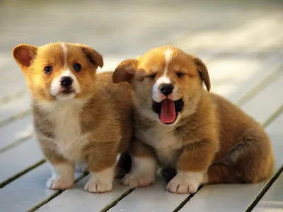 Sleek Two Wallpaper Animals Wallpaper 4K 1600x1200 Two, Adorable, Corgi, Puppies, Sitting, On, A, Wooden, Deck, One, Yawning, While, Gray, Landscape