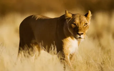 Lion Walking Tall Golden Animals Wallpaper 4K 1918x1198 Lion, Ultrawide