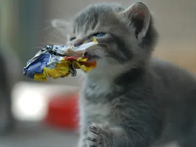 Playful Kitten Holding Abstract Wallpaper 4K 1600x1200 A, Playful, Kitten, Holding, Piece, Of, Crumpled, Colorful, Paper, Captured, High, Definition, White, Gray, Landscape