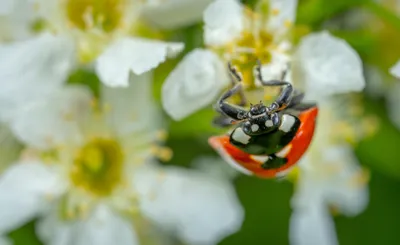Macro Insect Animal Animals Wallpaper 4K 5468x3351 Ultrawide, 4k