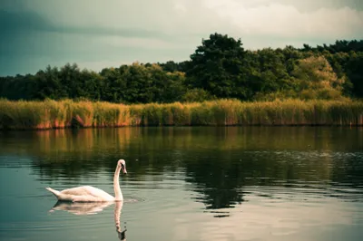 Swan Lake Nature Nature Wallpaper 4K 3886x2590 Ultrawide, 4k