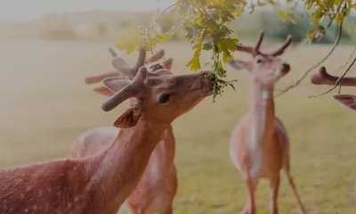 Fallow Deer Animals Animals Wallpaper 4K 2498x1498 Deer, Full HD, Ultrawide
