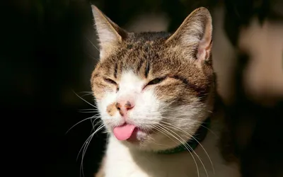 Cat Eyes Closed Sticking Animals Wallpaper 4K 1920x1200 Hd, Desktop, Wallpaper, Featuring, A, Cat, With, Eyes, Closed, Sticking, Out, Tongue, White, Ultrawide, Full HD
