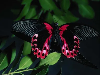 Radiant Butterfly Wallpaper Animals Wallpaper 4K 1600x1200 Hd, Desktop, Wallpaper, Featuring, A, Butterfly, With, Striking, Black, Red, Wings, Perched, Gray, Brown, Landscape