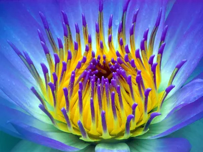 Calm Close Wallpaper Nature Wallpaper 4K 1600x1200 Hd, Desktop, Wallpaper, Featuring, A, Stunning, Close-up, Of, Vibrant, Flower, Blue, Purple, Yellow, Landscape