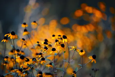 Calm Vibrant Wallpaper Nature Wallpaper 4K 2048x1367 A, Vibrant, Field, Of, Yellow, Flowers, Against, Softly, Blurred, Capturing, Beauty, Nature, Brown, Purple, Orange, Landscape, Full HD