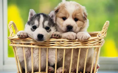 Two Adorable Puppies Peek Animals Wallpaper 4K 1920x1200 Two, Adorable, Puppies, Peek, Out, From, A, Wicker, Basket, Set, Against, Bright, White, Gray, Ultrawide, Full HD