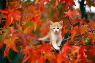 Ginger Kitten Perched Among Animals Wallpaper 4K 2000x1333 Hd, Wallpaper, Featuring, A, Ginger, Kitten, Perched, Among, Vibrant, Fall, Leaves, Baby, Red, Ultrawide, Full HD
