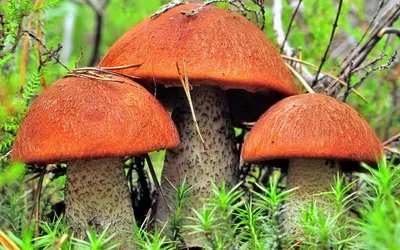 Sleek Vibrant Wallpaper Nature Wallpaper 4K 2560x1600 A, Vibrant, Scene, Featuring, Three, Large, Reddish-brown, Mushrooms, Nestled, Among, Lush, Greenery, Orange, Ultrawide, QHD