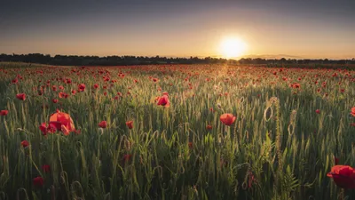 Sunset Field Nature Poppy Nature Wallpaper 4K 3840x2160 Sunset, Field, Nature, Poppy, Hd, Desktop, Wallpaper, Gray, Ultrawide, 4k