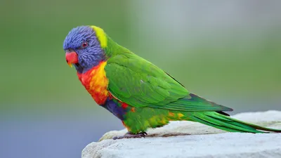Moody Parrot Wallpaper Animals Wallpaper 4K 3331x1873 Depth-of-field, Ultrawide, QHD