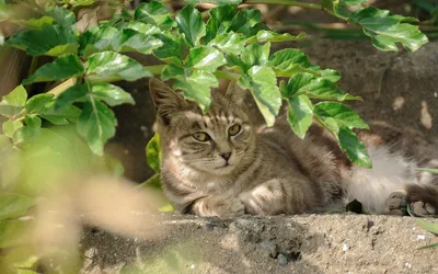 Tabby Cat Lounging Sunlit Stone Animals Wallpaper 4K 1920x1200 Hd, Pc, Desktop, Wallpaper, Tabby, Cat, Lounging, On, Sunlit, Stone, Ledge, Beneath, Gray, Ultrawide, Full HD