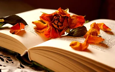 Dreamy Open Wallpaper Abstract Wallpaper 4K 1920x1200 An, Open, Book, Adorned, With, A, Dried, Rose, Scattered, Petals, Creating, Warm, White, Ultrawide, Full HD