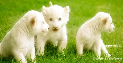 Three Adorable White Animals Wallpaper 4K 2803x1440 Hd, Desktop, Wallpaper, Showing, Three, Adorable, White, Lion, Cubs, Playing, Bed, Green, Ultrawide, QHD