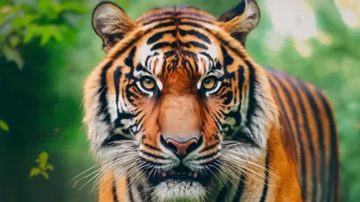 Close Tiger Its Intense Gaze Animals Wallpaper 4K 3840x2160 A, Striking, Close-up, Of, Tiger, Showcasing, Its, Intense, Gaze, Distinctive, Orange, Black, White, Gray, Ultrawide, 4k