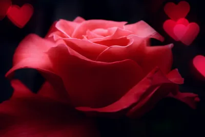 Dark Close Wallpaper Wallpaper 4K, Nature category