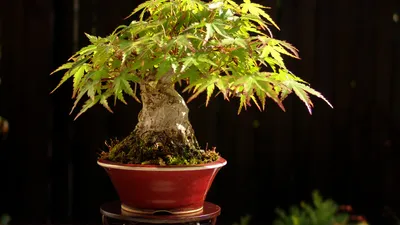 Beautifully Cultivated Bonsai Tree Nature Wallpaper 4K 1920x1080 Hd, Desktop, Wallpaper, Showcasing, A, Beautifully, Cultivated, Bonsai, Tree, Red, Pot, Intricate, Brown, Ultrawide, Full HD