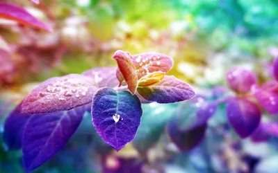 Close Vibrant Purple Pink Nature Wallpaper 4K 1920x1200 Hd, Pc, Desktop, Wallpaper, Showing, A, Close-up, Of, Vibrant, Purple, Pink, Leaves, White, Ultrawide, Full HD