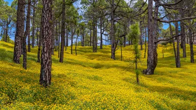 Epic Vibrant Wallpaper Nature Wallpaper 4K 1920x1080 Hd, Wallpaper, Of, A, Vibrant, Forest, Scene, With, Carpet, Yellow, Flowers, Under, Orange, Purple, Ultrawide, Full HD