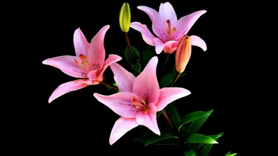 Misty Close Wallpaper Nature Wallpaper 4K 1920x1080 Close-up, Of, Vibrant, Pink, Lily, Flowers, With, Green, Leaves, Against, Black, Captured, White, Ultrawide, Full HD