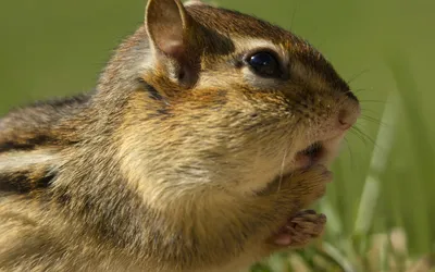 Golden Animal Wallpaper Animals Wallpaper 4K 1920x1200 Animal, Chipmunk, Hd, Desktop, Wallpaper, Background, Image, Brown, Gray, Ultrawide, Full HD